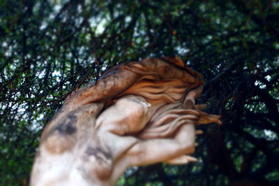 Close-up of crab on dry tree