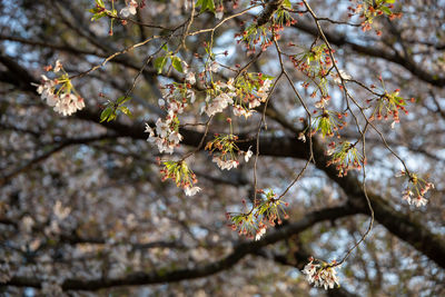 Close-up of cherry blossoms in spring