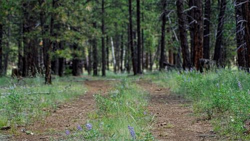 Road amidst trees in forest