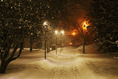 Bare trees in winter at night