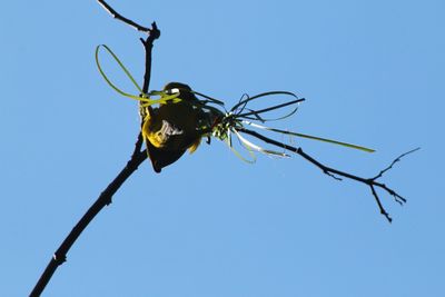 Low angle view of butterfly on plant against clear blue sky