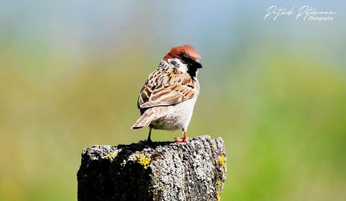 Close-up of bird perching on wooden post