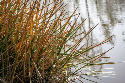 High angle view of grass by lake against sky