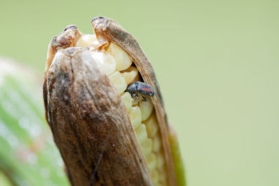 Close-up of insect on wood