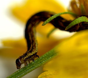 Close-up of insect on leaf