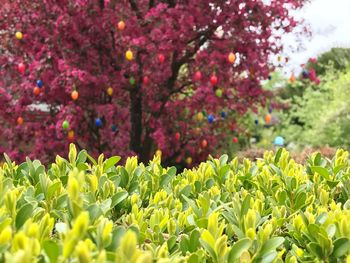 Close-up of fresh flowers blooming in park