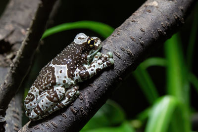 Amazon milk frog on branch - trachycephalus resinifictrix