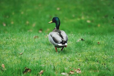 Mallard duck on field