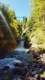 River amidst trees in forest against clear sky