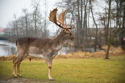 Deer standing on field