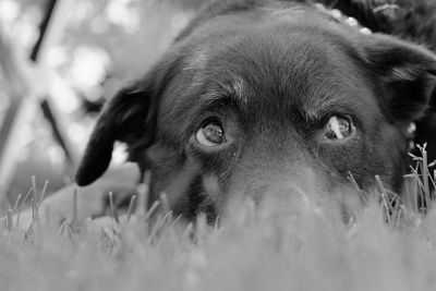 Close-up portrait of dog