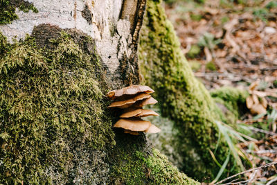 Close-up of mushrooms growing on tree trunk