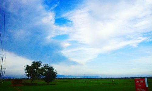 Trees on countryside landscape