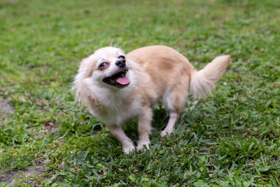 Funny pomeranian chihuahua mix playing in a green yard in florida.