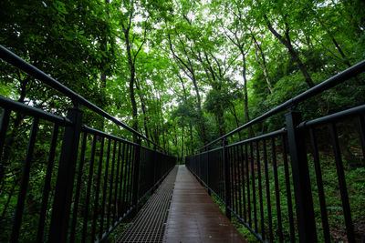 View of footbridge in forest