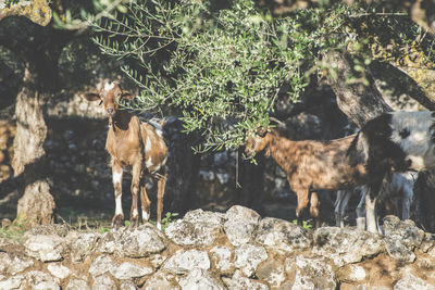 View of animal on rock