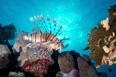 Portrait of a lion fish swimming in the sea