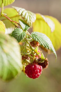 Close-up of strawberries growing on plant