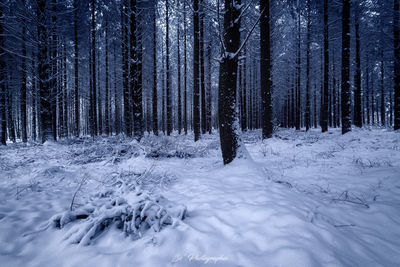 Trees in forest during winter