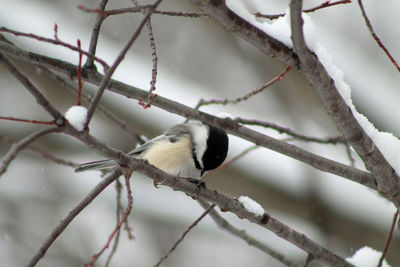 Birds perching on branch