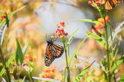 Close-up of butterfly pollinating on flower