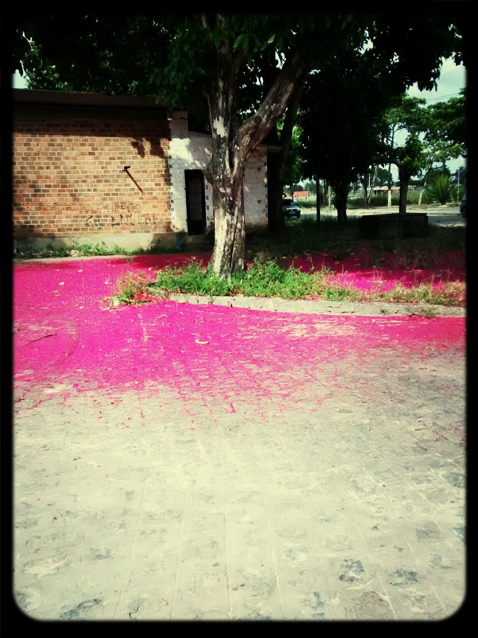 building exterior, flower, built structure, architecture, transfer print, pink color, auto post production filter, tree, growth, multi colored, plant, day, house, outdoors, lawn, park - man made space, freshness, nature, garden, fragility