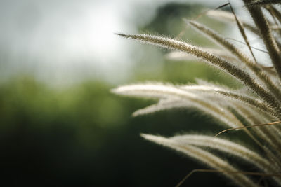 Close-up of fresh green leaves