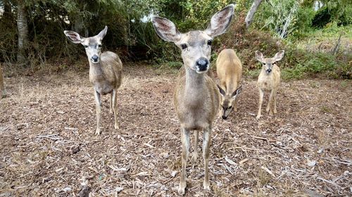 Deer standing on field