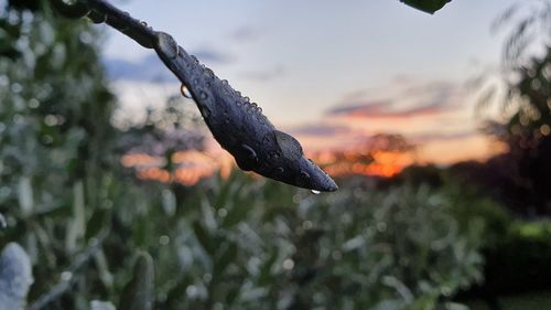 Close-up of frozen plant