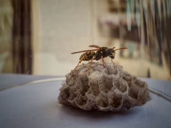 Close-up of hornet on wax at table