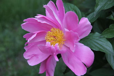 Close-up of pink flowering plant