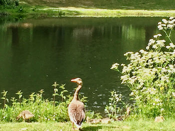 Ducks on a lake