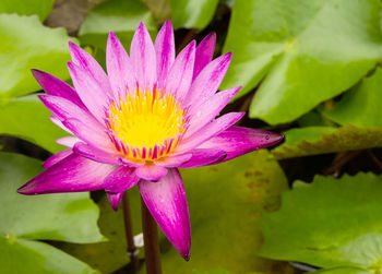 Close-up of pink lotus water lily in pond