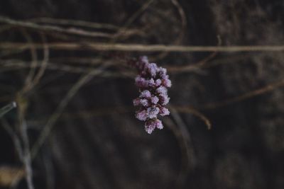 Close-up of purple flowering plant