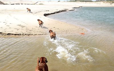 Dog on beach