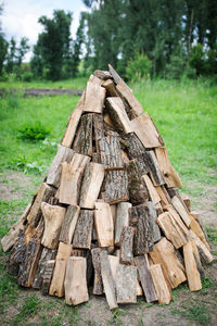 Stack of logs on tree stump