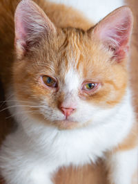 Close-up portrait of cat