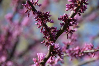 Close-up of pink flowers on branch