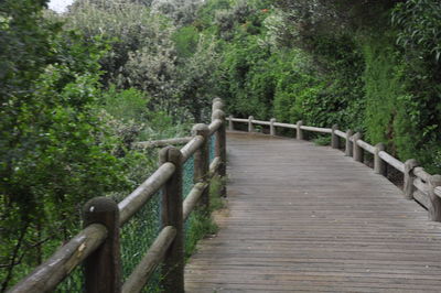 Footbridge in forest