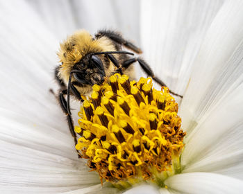 Close-up of bee pollinating on flower