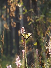 Butterfly on plant against blurred background