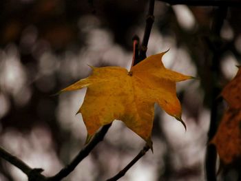 Close-up of maple leaves