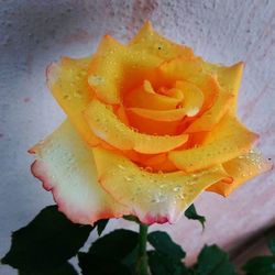 Close-up of yellow rose