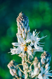 Close-up of butterfly pollinating on flower