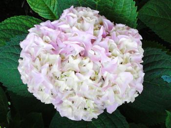 Close-up of pink flowers blooming outdoors