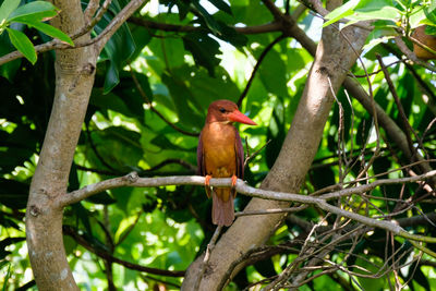 Bird perching on a tree