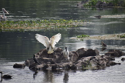 Bird flying over lake