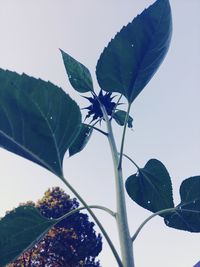 Close-up of leaves on plant against clear sky