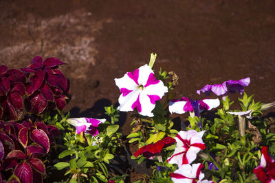 Close-up of pink flowering plant