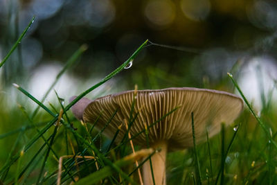 Close-up of grass